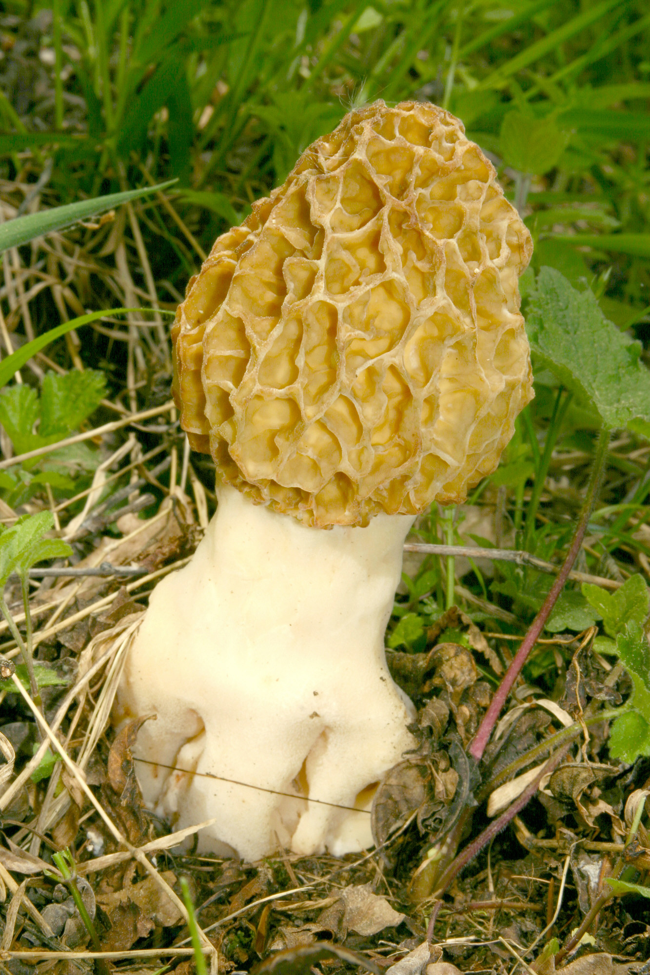 Morchella esculenta (Speisemorchel)